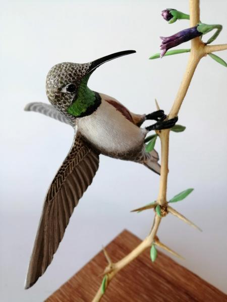 Picaflor de la puna (Oreotrochilus estella) Picaflor de la puna (Oreotrochilus estella)