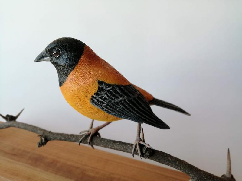 Cometocino del norte (Phrygilus atriceps) Cometocino del norte (Phrygilus atriceps)