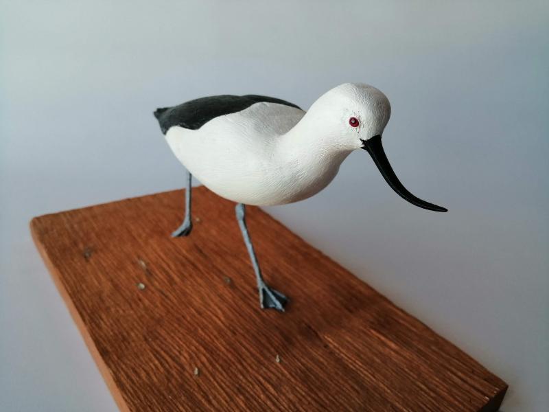 Caití (Avoceta andina) Caití (Avoceta andina)