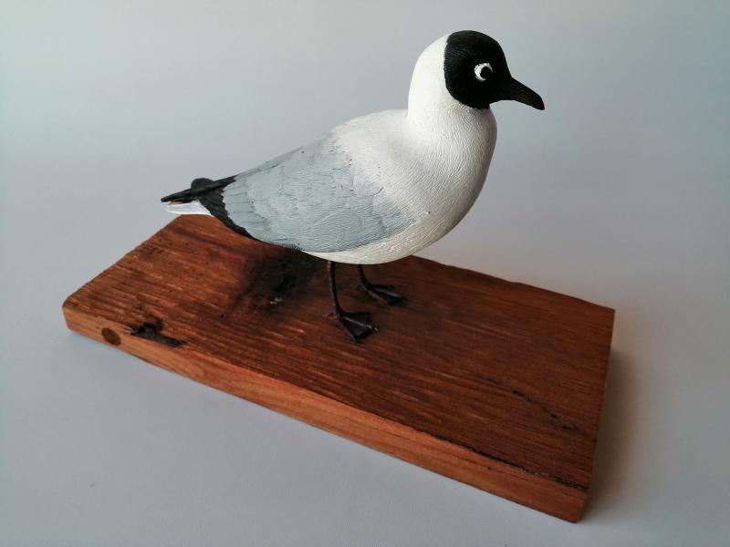 Gaviota andina (Chroicocephalus serranus) Gaviota andina (Chroicocephalus serranus)