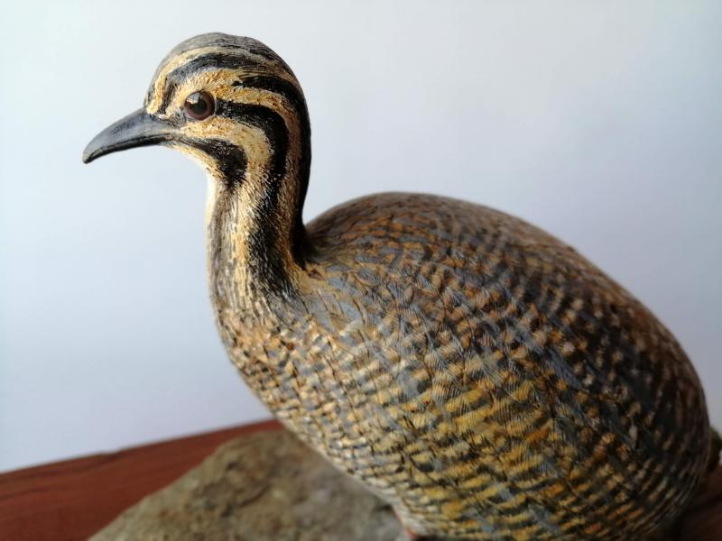 Chiwanku: Aves andinas, exposición de artesanía contemporánea. Kiula (Tinamotis pentlandii)
