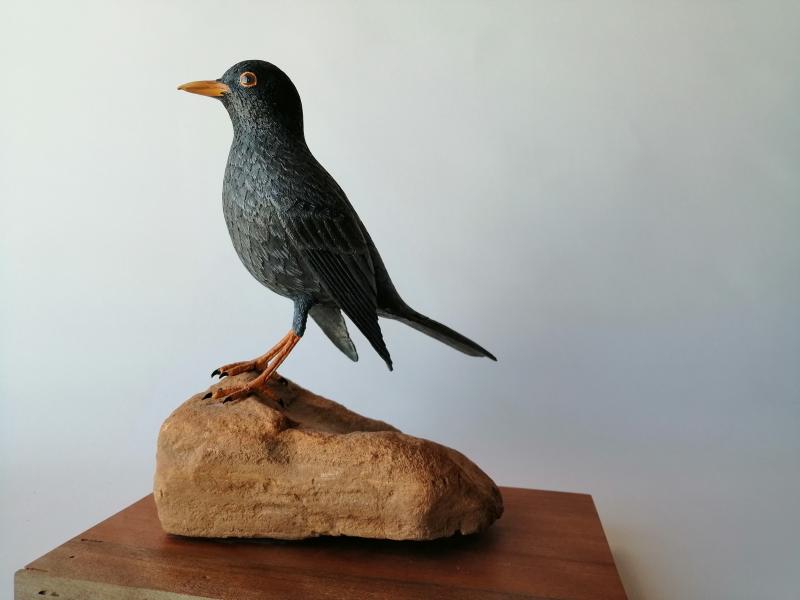 Zorzal Negro (Turdus serranus) Zorzal Negro (Turdus serranus)