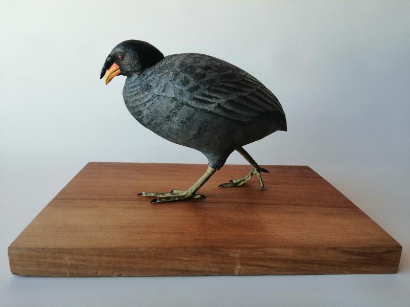 Tagua Cornuda (Fulica cornuta) Tagua Cornuda (Fulica cornuta)