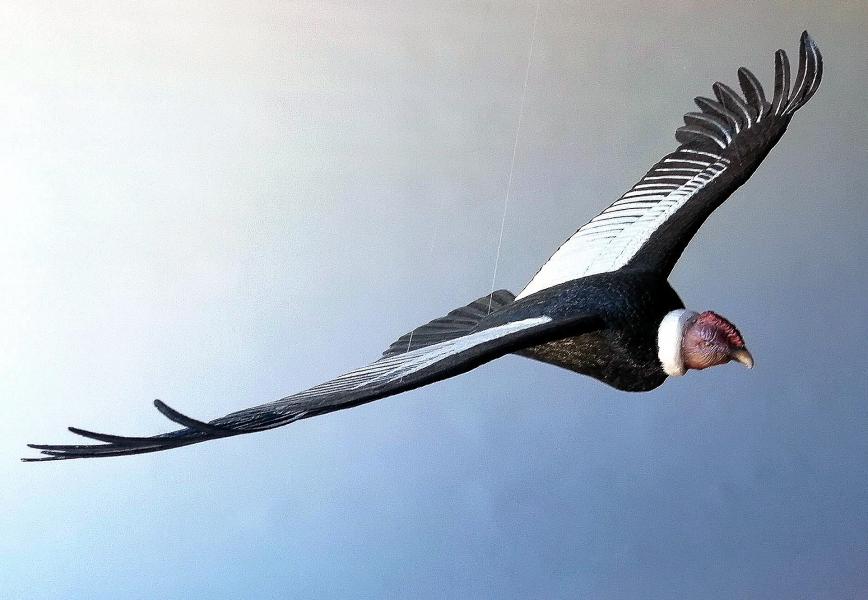 Cóndor (Vultur gryphus) Cóndor (Vultur gryphus)