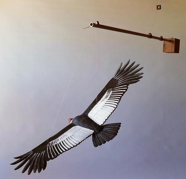 Cóndor (Vultur gryphus) Cóndor (Vultur gryphus)