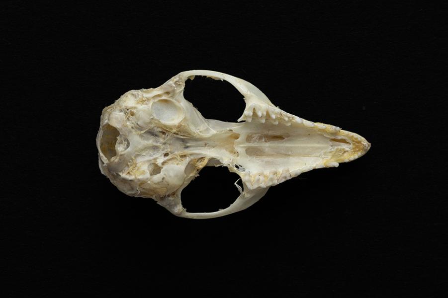 Cráneo de un individuo adulto de Thylamys elegans (yaca común)