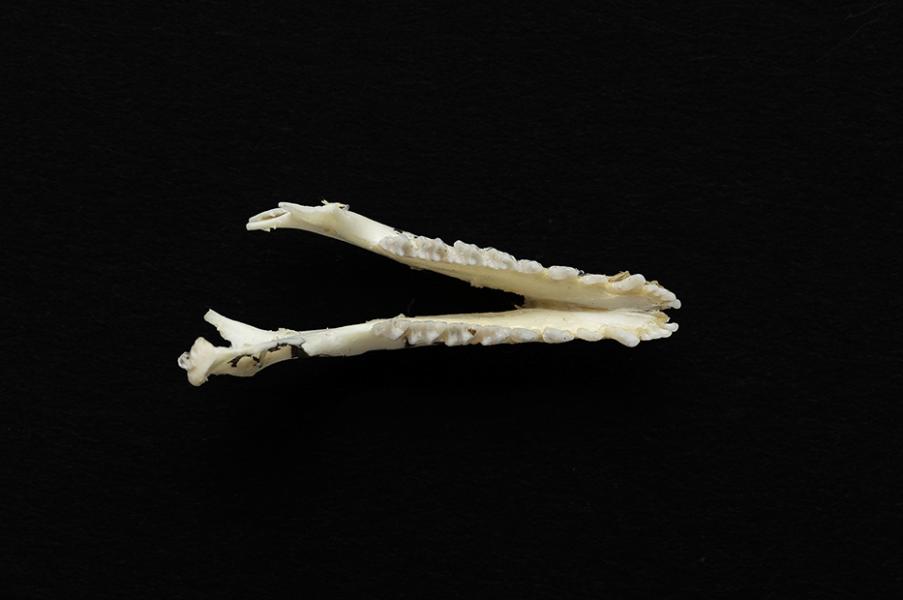 Mandíbula de un individuo adulto de Thylamys elegans (yaca común)