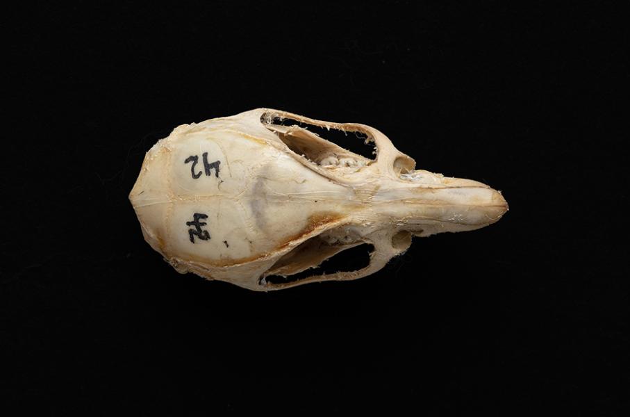 Cráneo de individuo adulto de Rattus rattus (rata negra)