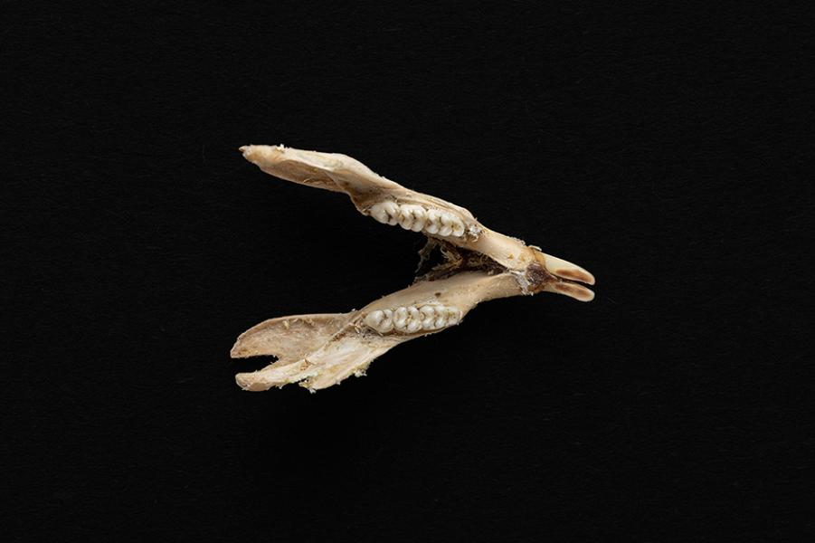 Mandíbula de individuo adulto de Rattus rattus (rata negra)