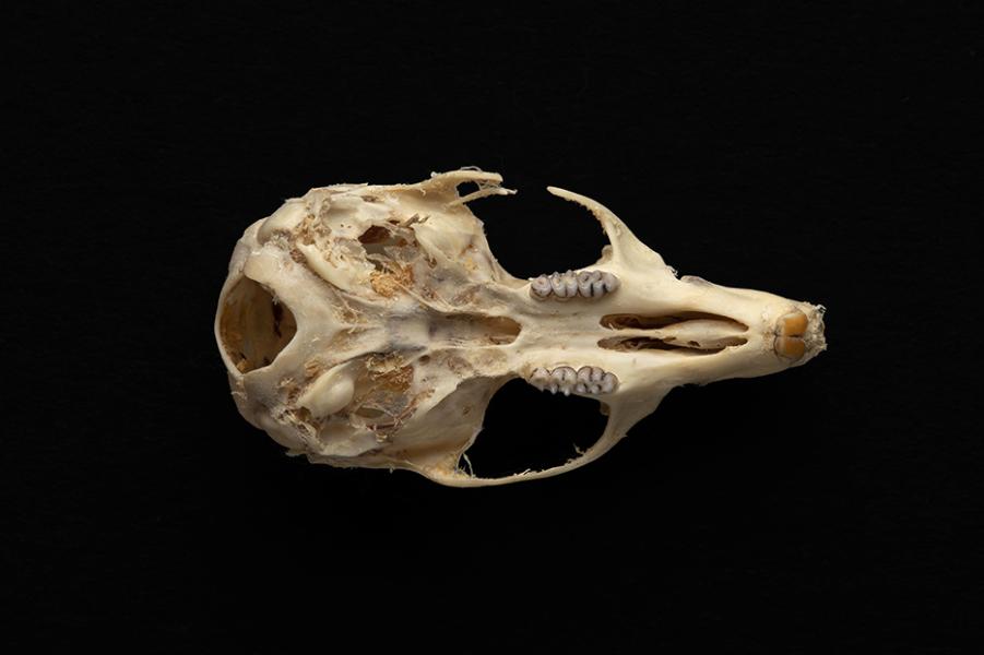 Cráneo de un individuo adulto de Abrothrix olivacea (ratón oliváceo)