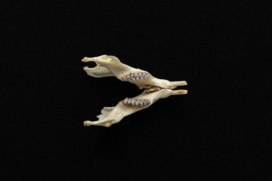 Mandíbula de un individuo adulto de Abrothrix olivacea (ratón oliváceo)