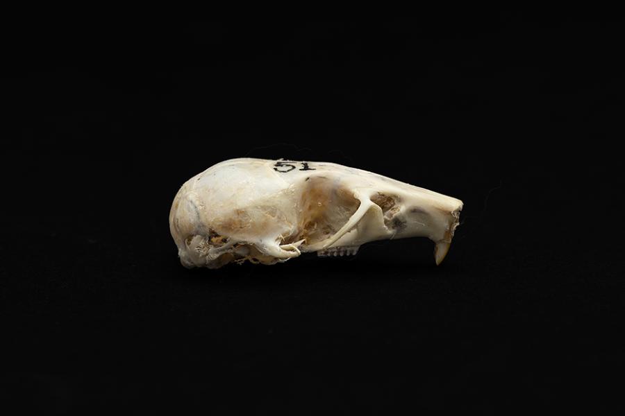 Cráneo de un individuo adulto de Abrothrix olivacea (ratón oliváceo)