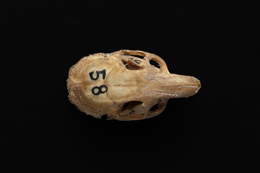 Cráneo de individuo adulto de Octodon degus (degú común)