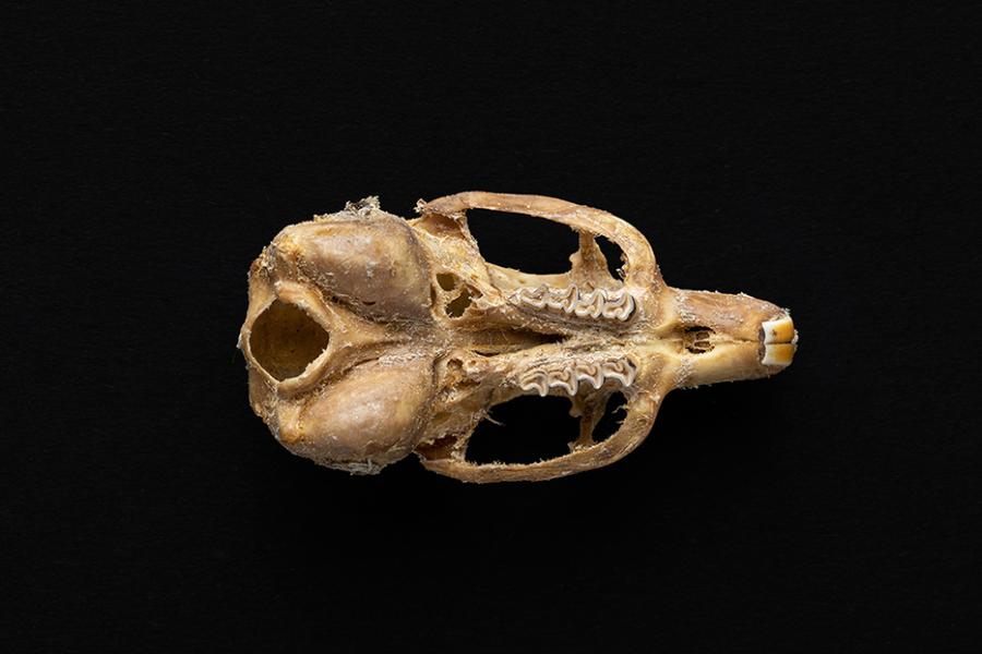 Cráneo de individuo adulto de Octodon degus (degú común)