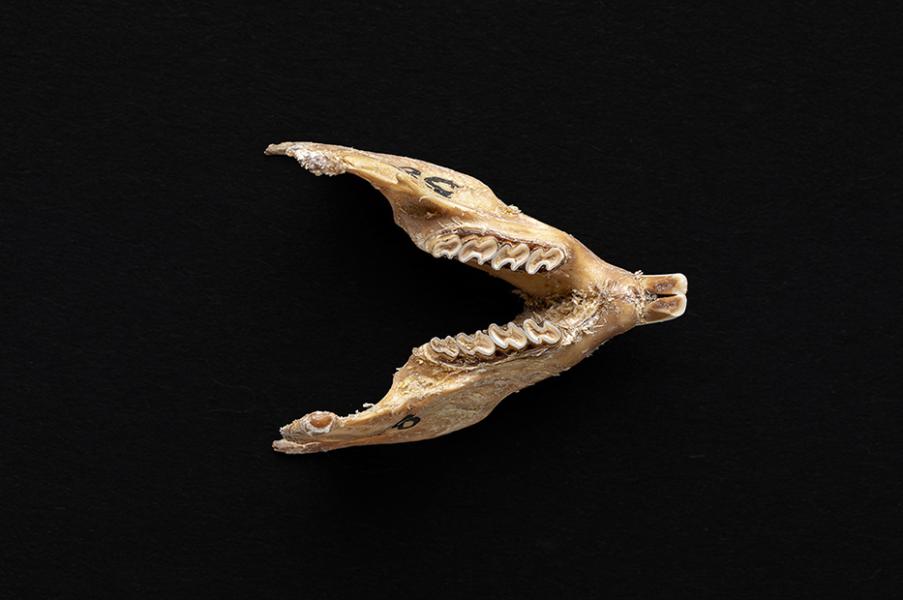 Mandíbula de individuo adulto de Octodon degus (degú común)