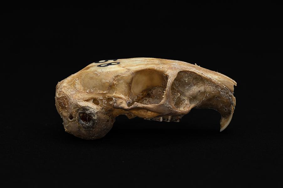 Cráneo de individuo adulto de Octodon degus (degú común)