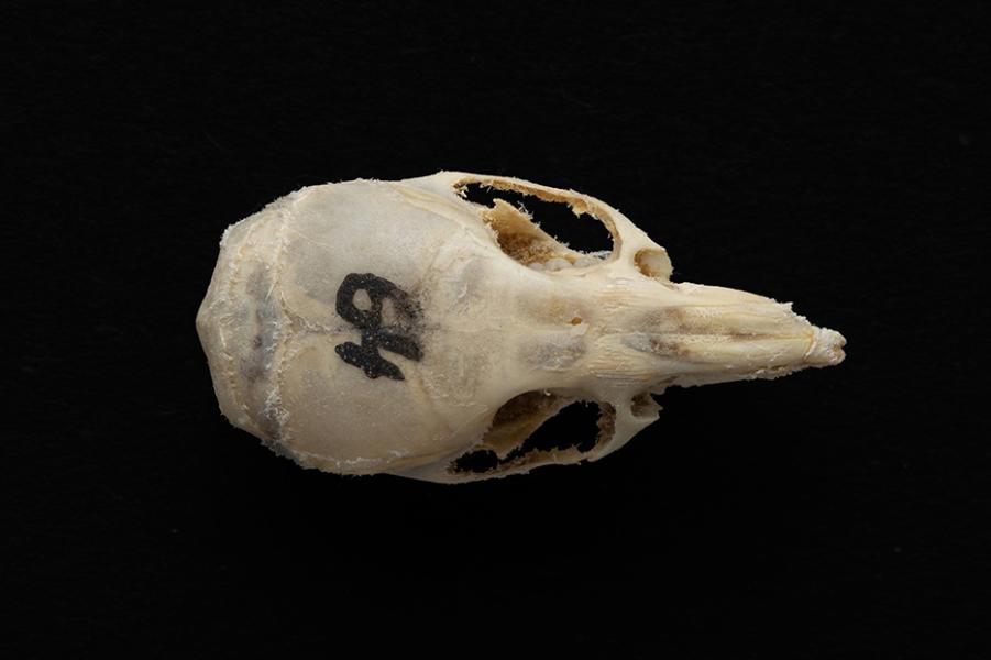 Cráneo de un individuo adulto de Mus musculus (laucha)