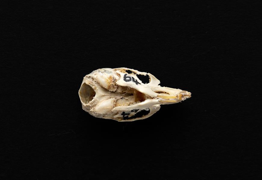 Cráneo de un individuo adulto de Mus musculus (laucha)