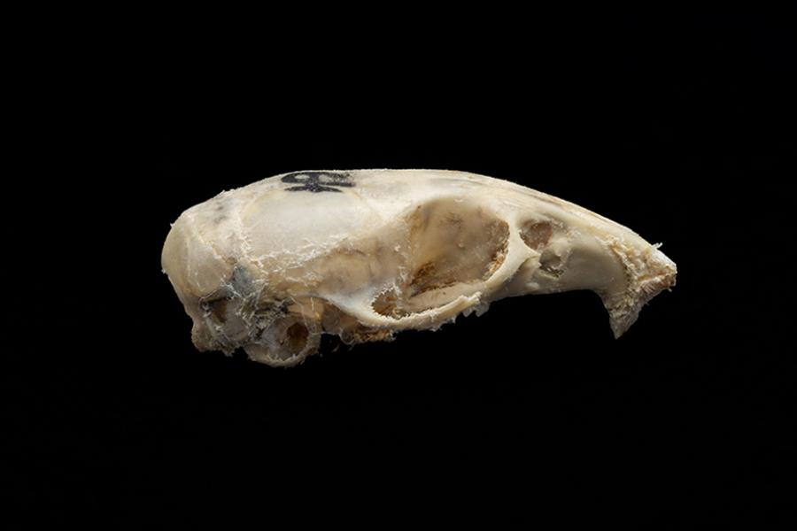 Cráneo de un individuo adulto de Mus musculus (laucha)