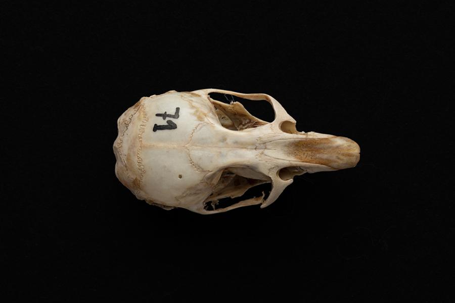 Cráneo de individuo adulto Phyllotis darwini (ratón orejudo de Darwin)