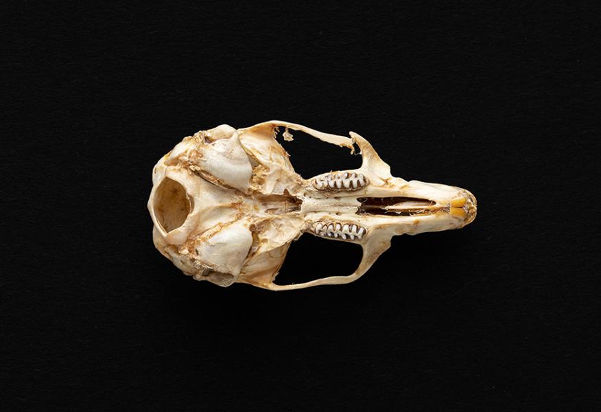 Cráneo de individuo adulto Phyllotis darwini (ratón orejudo de Darwin)