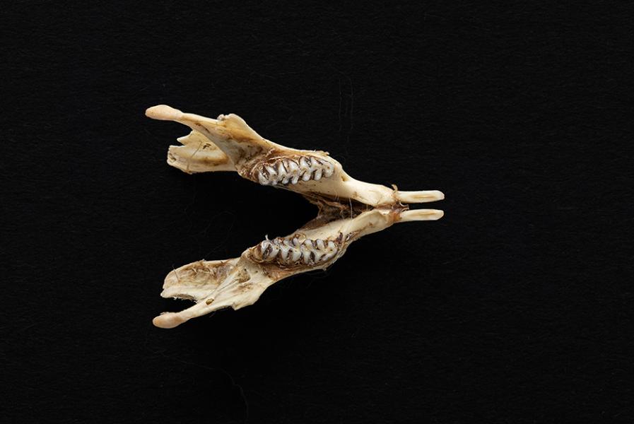 Mandíbula de individuo adulto Phyllotis darwini (ratón orejudo de Darwin)