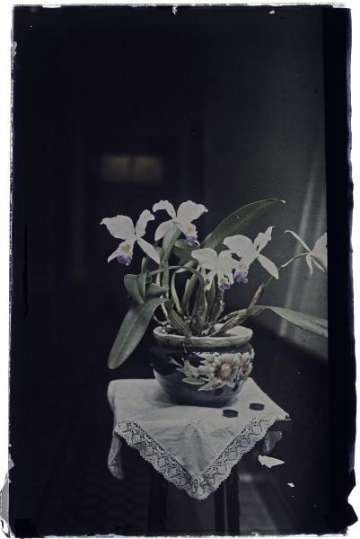 Orquídeas en un macetero