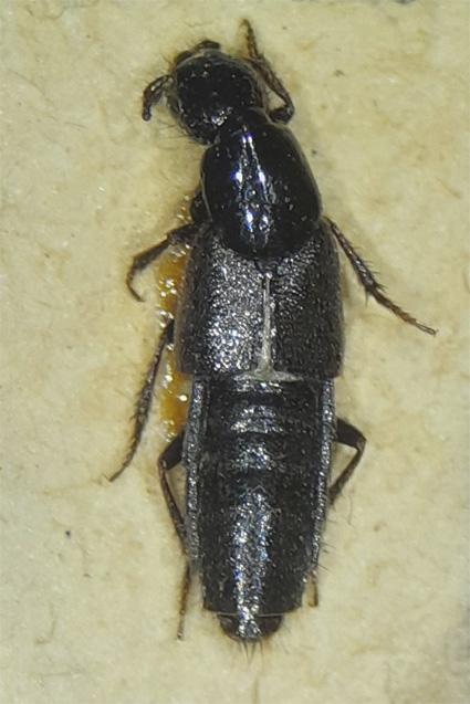 Endeius subpunctipennis Coiffait & Sáiz, 1968 (Colección de Tipos, Museo Nacional de Historia Natural, paratipo N° 2250). Endeius subpunctipennis Coiffait & Sáiz, 1968 (Colección de Tipos, Museo Nacional de Historia Natural, paratipo N° 2250).