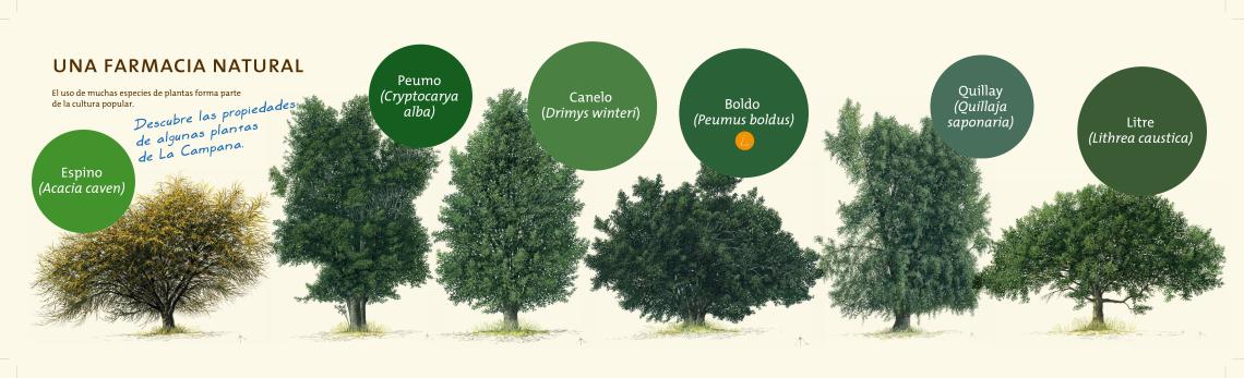 Plantas medicinales y sus usos para enfrentar este invierno Plantas medicinales y sus usos para enfrentar este invierno
